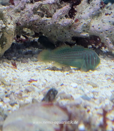 Gobiodon histrio Blaupunkt Korallengrundel 5