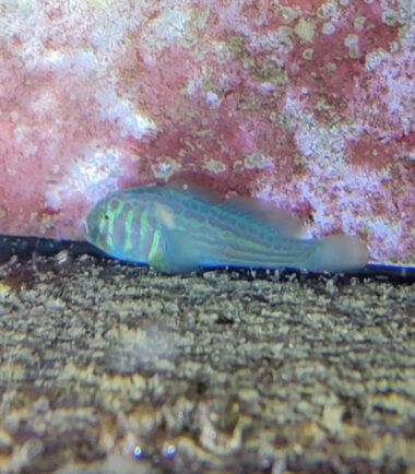Gobiodon histrio Blaupunkt Korallengrundel 3