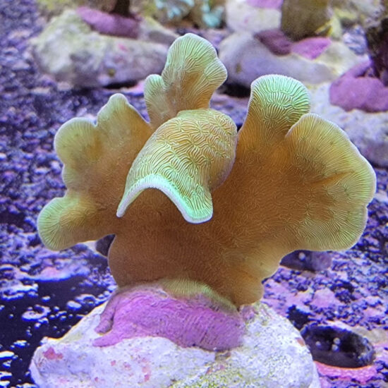 Pavona decussata cactus green Nachzucht 1