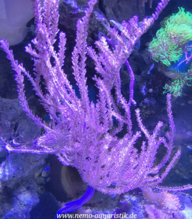 Pinnigorgia sp. Gorgonie 10cm Nachzucht