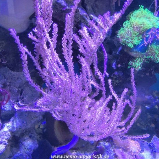 Pinnigorgia sp. Gorgonie 10cm Nachzucht 1