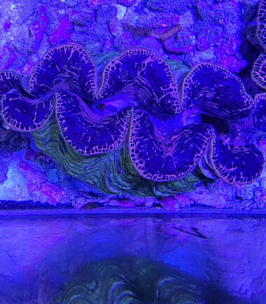 Tridacna maxima WYSIWYG Nr.1 4