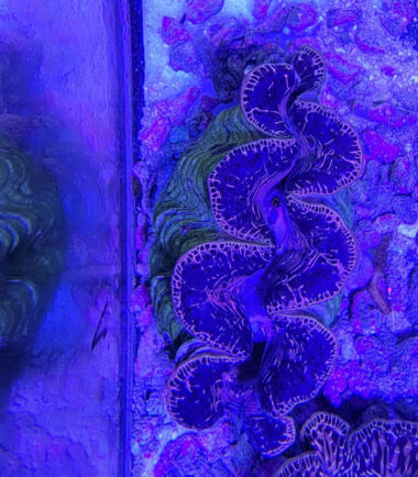 Tridacna maxima WYSIWYG Nr.1 3