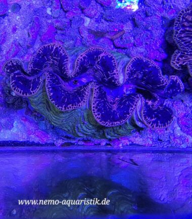 Tridacna maxima WYSIWYG Nr.1 2