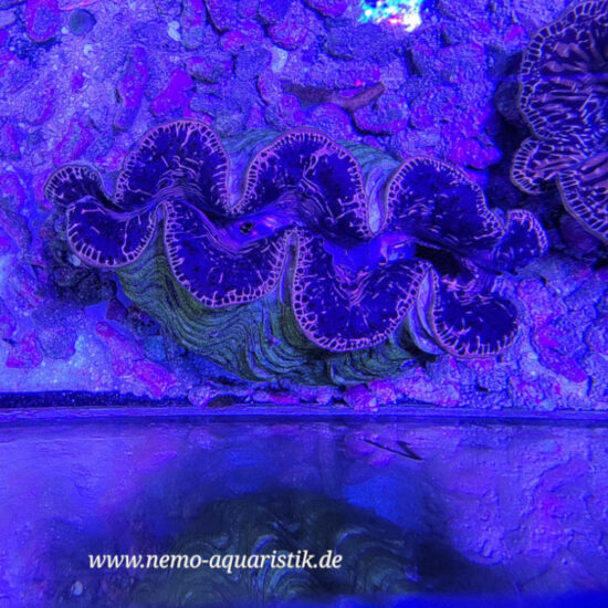 Tridacna maxima WYSIWYG Nr.1 1
