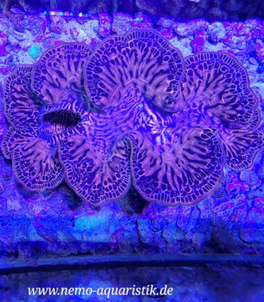 Tridacna maxima  WYSIWYG Nr.2