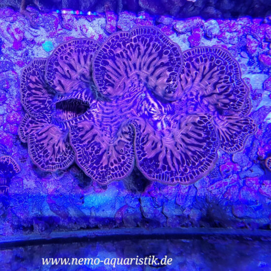Tridacna maxima WYSIWYG Nr.2 1
