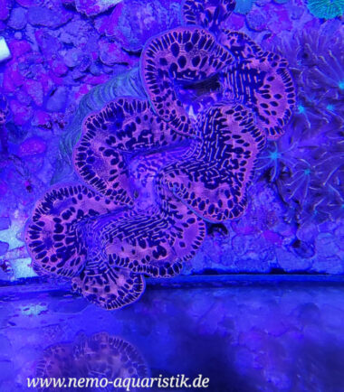 Tridacna maxima WYSIWYG Nr.4 3