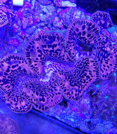 Tridacna maxima  WYSIWYG Nr.4