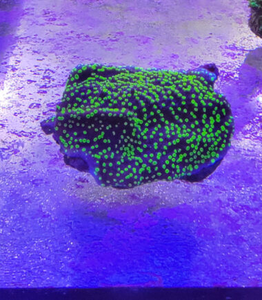 Montipora hoffmeisteri Nachzucht 2