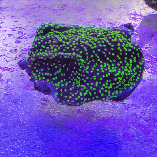 Montipora hoffmeisteri Nachzucht