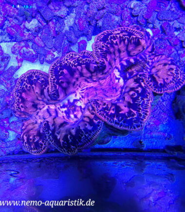 Tridacna maxima WYSIWYG Nr.3 3