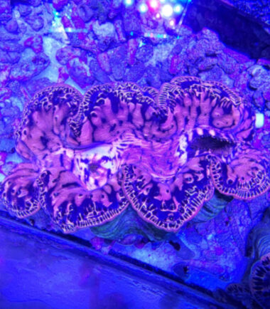 Tridacna maxima  WYSIWYG Nr.3