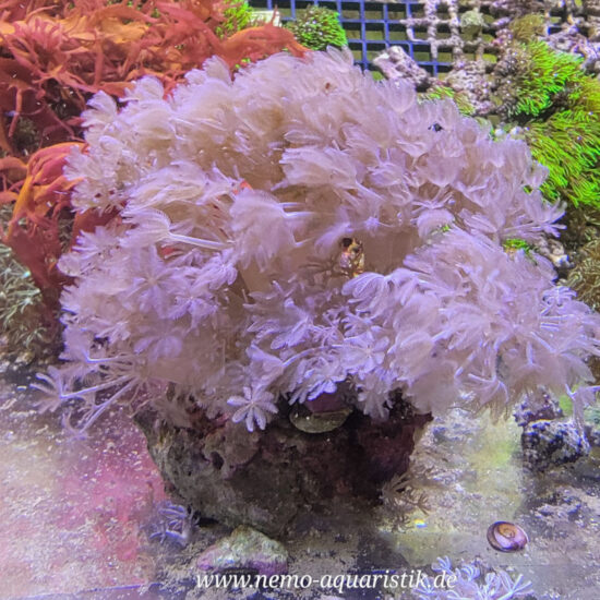 Xenia umbellata pumpende Xenia 1