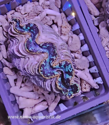 Tridacna maxima Mördermuschel WYSIWYG Nr.1/17.09.25 3