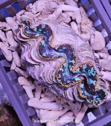 Tridacna maxima Mördermuschel WYSIWYG Nr.1/17.09.25