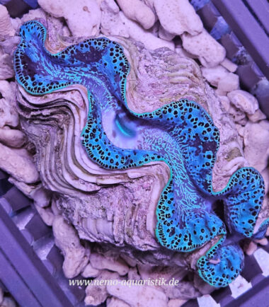 Tridacna maxima Mördermuschel WYSIWYG Nr.2/17.09.25