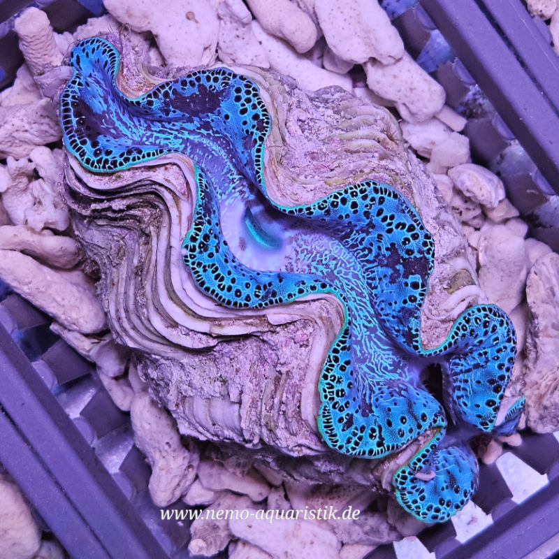 Tridacna maxima Nr.2-17.09.25 Tridacna maxima Mördermuschel WYSIWYG Nr.2/17.09.25 1