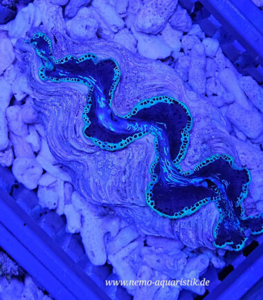 Tridacna maxima Nr.3 18.09.2025 Tridacna maxima