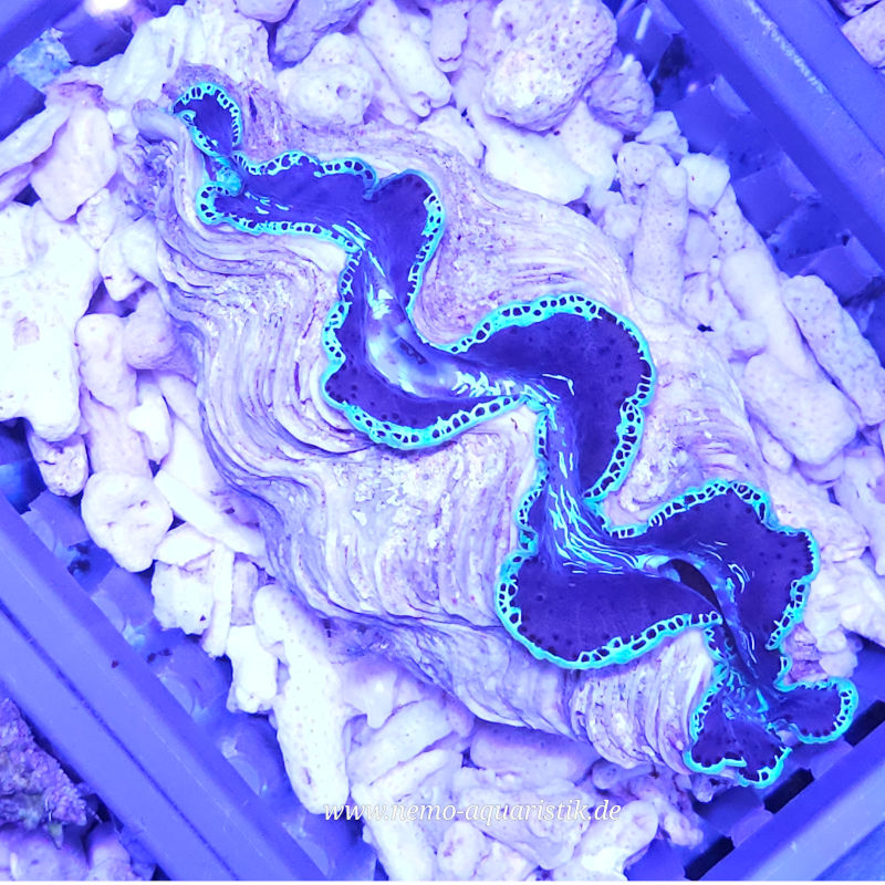 Tridacna maxima Nr.3 18.09.25 Tridacna Maxima