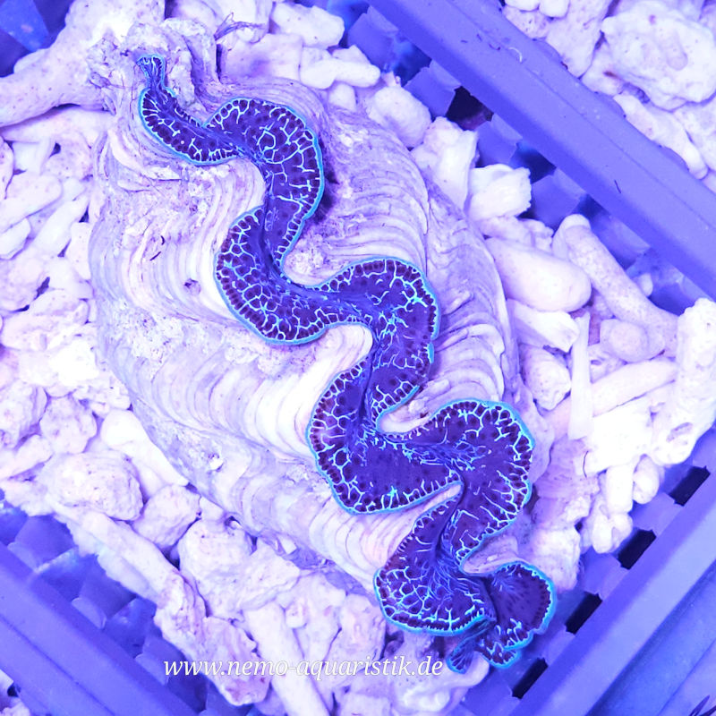 Tridacna maxima Nr.5 18.09.2025 Tridacna