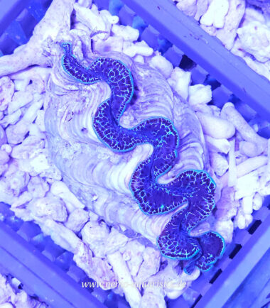 Tridacna maxima Nr.5 18.09.25 Mördermuschel kaufen