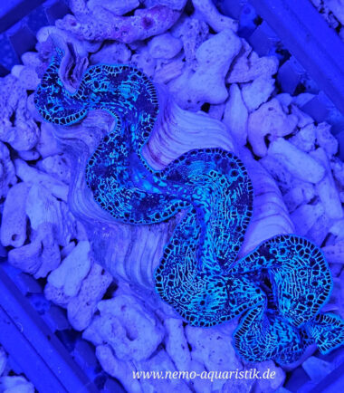 Tridacna maxima Nr.6 18.09.2025 Mördermuscheln kaufen