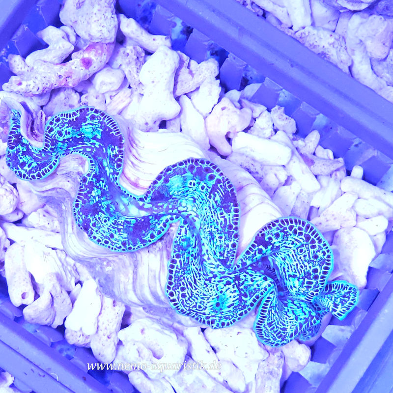 Tridacna maxima Nr.6 18.09.25 Tridacna kaufen