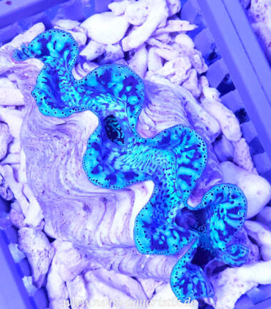 Tridacna maxima Mördermuschel WYSIWYG Nr.7/17.09.25