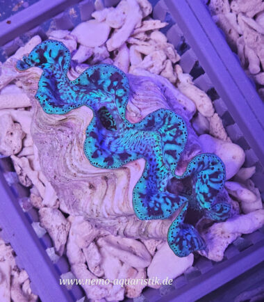 Tridacna maxima Mördermuschel WYSIWYG Nr.7/17.09.25 3