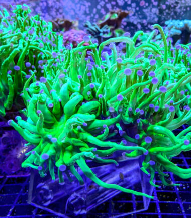 Meeresaquaristik 15 Euphyllia glabrescens toxic green Nachzucht 2 Köpfe