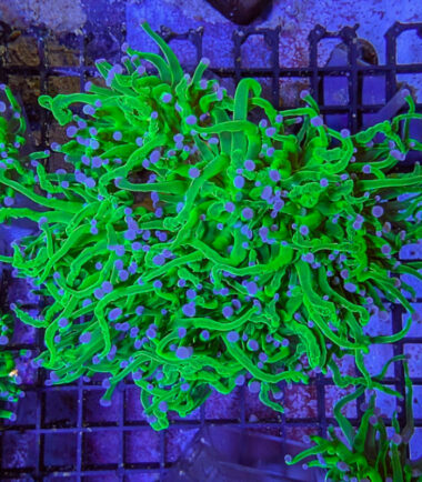 Nachzucht Euphyllia glabrescens