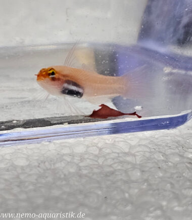 Eviota pellucida/atriventris - Pygmäengrundel 6