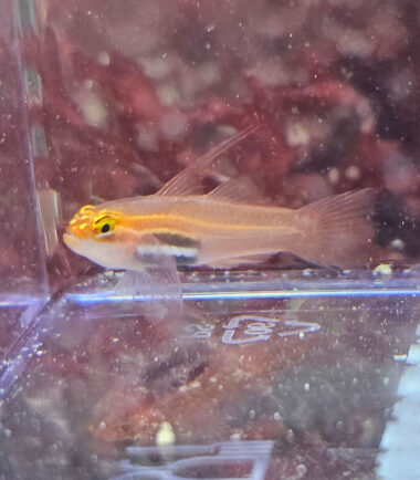 Eviota pellucida/atriventris - Pygmäengrundel