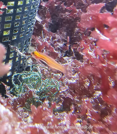 Eviota pellucida/atriventris - Pygmäengrundel 5