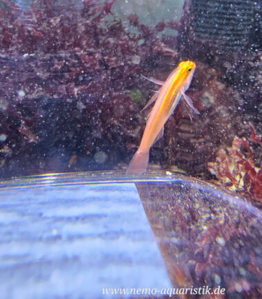 Eviota pellucida/atriventris - Pygmäengrundel 4