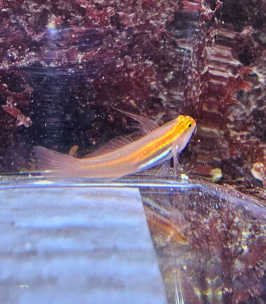 Eviota pellucida/atriventris - Pygmäengrundel 3