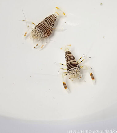 Gnatophyllum americanum - Hummel-Harlekingarnele 1