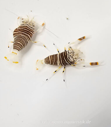 Gnatophyllum americanum - Hummel-Harlekingarnele 2