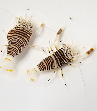 Hummel Harlekingarnele bei Nemo-Aquaristik kaufen