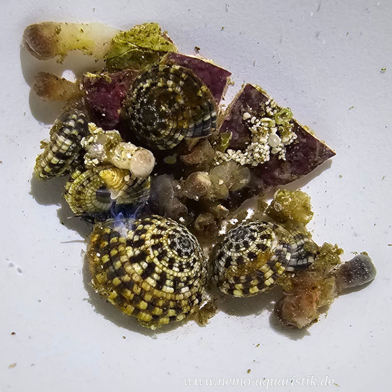 Heliacus areola Zoafressende Schnecke bei Nemo-Aquaristik kaufen
