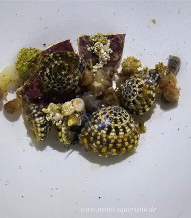 Heliacus areola1 Zoafressende Schnecke bei Nemo-Aquaristik kaufen