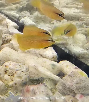 erste deutsche Nachzucht