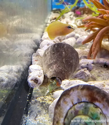 erste Nachzucht bei Nemo-Aquaristik