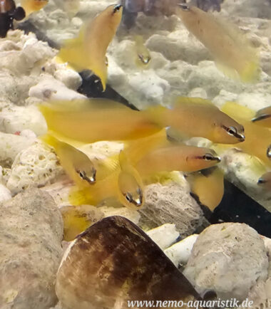 erste deutsche Nachzucht bei Nemo-Aquaristik kaufen
