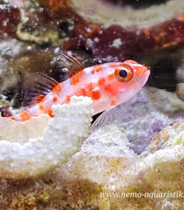 kleine Nanogrundeln bei Nemo-Aquaristik kaufen