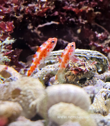 Nanogrundel für das Meerwasseraquarium