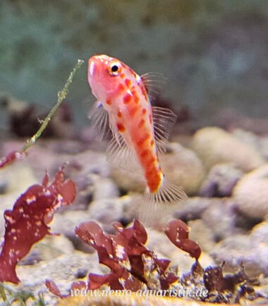 Zwerggrundel bei Nemo-Aquaristik kaufen