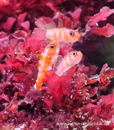 ideal für Nanoaquarien