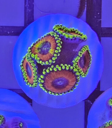 Zoanthus Palythoa Eagle Eye 1